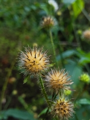 Dipsacus pilosus