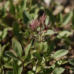 Penstemon ellipticus