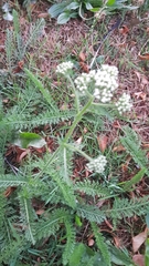 Achillea millefolium