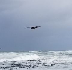 Larus dominicanus vetula