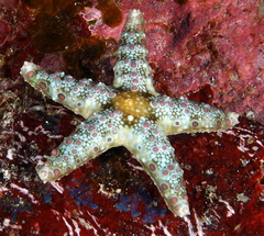 Neoferdina cumingi
