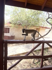 Chlorocebus pygerythrus