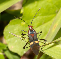 Hypselonotus interruptus