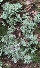 Cladonia squamosa