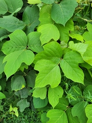 Pueraria montana