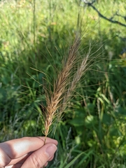 Elymus canadensis