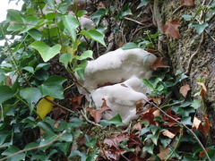 Ganoderma resinaceum