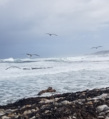 Larus dominicanus vetula