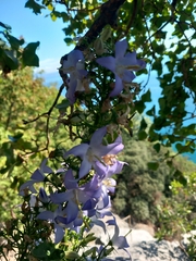 Campanula pyramidalis