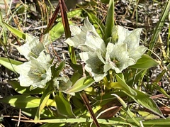 Gentiana algida
