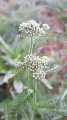 Achillea millefolium
