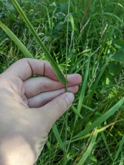 Elymus canadensis