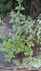 Lycianthes rantonnetii