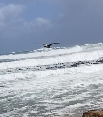 Larus dominicanus vetula