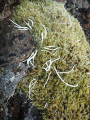 Thamnolia vermicularis