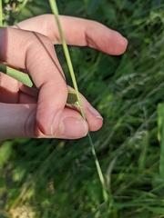Elymus canadensis