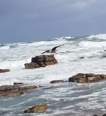Larus dominicanus vetula