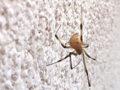 Latrodectus geometricus