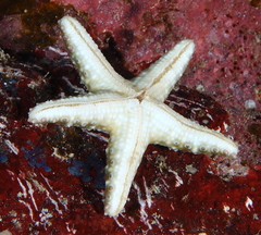 Neoferdina cumingi