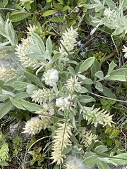 Salix arctica