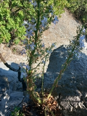 Campanula pyramidalis