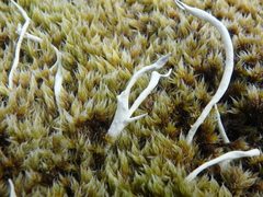 Thamnolia vermicularis