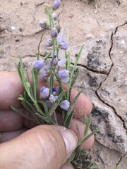 Hebecarpa barbeyana