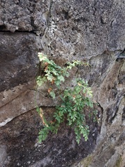 Asplenium ruta-muraria