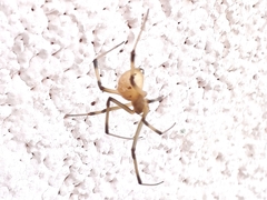 Latrodectus geometricus