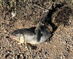 Catostomus commersonii