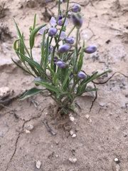 Hebecarpa barbeyana