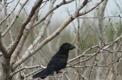 Crotophaga sulcirostris