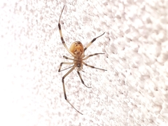 Latrodectus geometricus