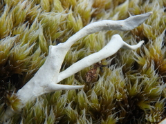 Thamnolia vermicularis