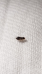 Dermestidae