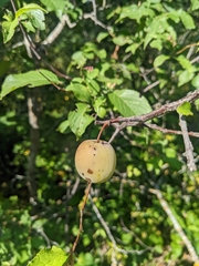 Prunus americana