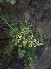 Asplenium ruta-muraria