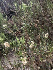 Baccharis salicifolia