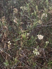 Baccharis salicifolia