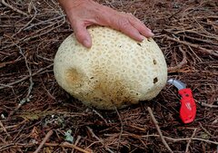 Calvatia booniana