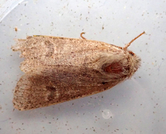 Orthosia cruda