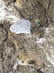 Celastrina