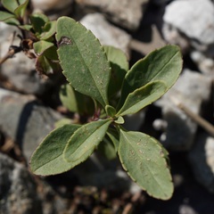 Penstemon ellipticus
