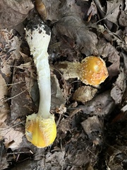 Amanita muscaria guessowii