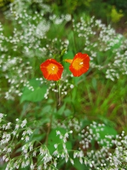 Ipomoea coccinea