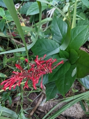 Odontonema cuspidatum