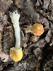 Amanita muscaria guessowii