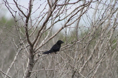 Crotophaga sulcirostris