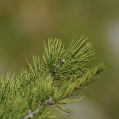 Larix lyallii