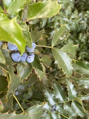 Berberis